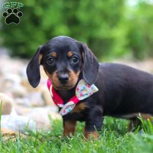 Amelia, Dachshund Puppy